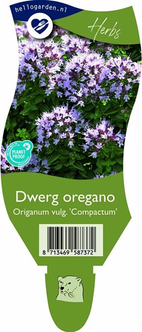 Origanum vulg. 'Compactum' - P11